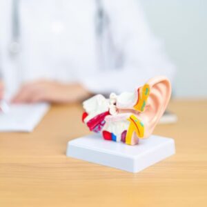 A detailed anatomical model of a human ear sits on a wooden desk, with a blurred person in a white coat and stethoscope in the background, writing on paper.