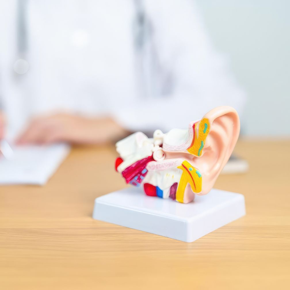 A detailed anatomical model of a human ear sits on a wooden desk, with a blurred person in a white coat and stethoscope in the background, writing on paper.